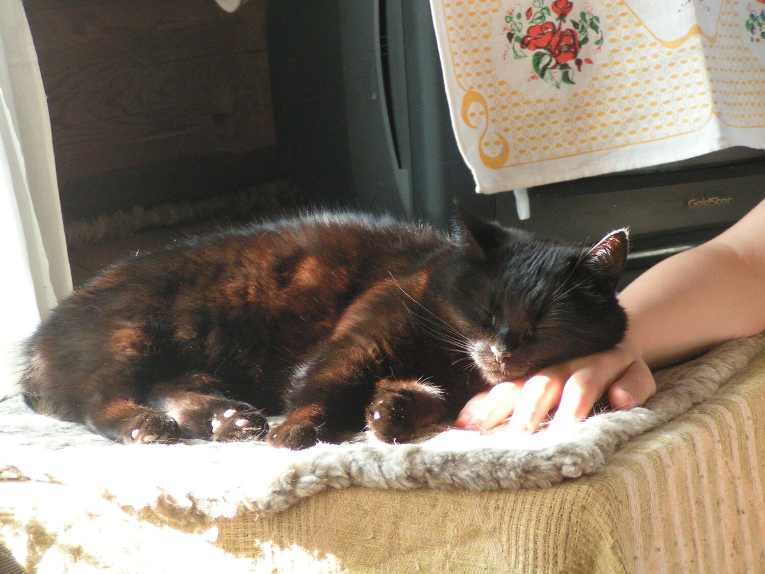 Photo #7021210
