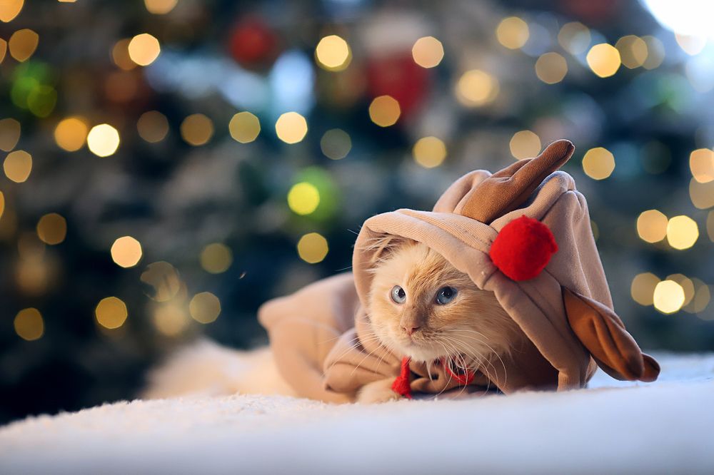 Photograph by Светлана Свахина