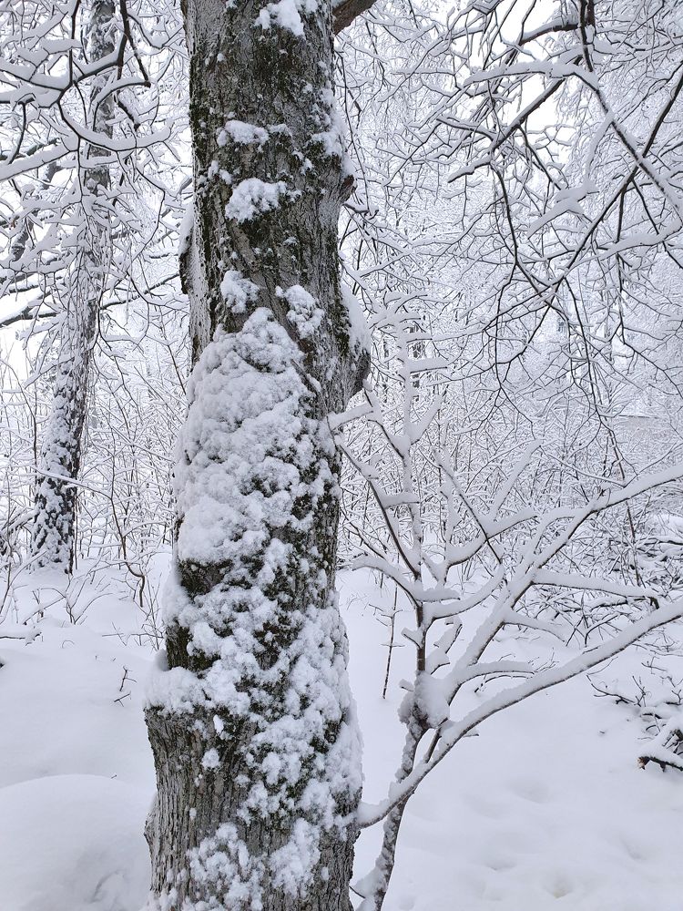 Фотография автора Надежда Лисицына