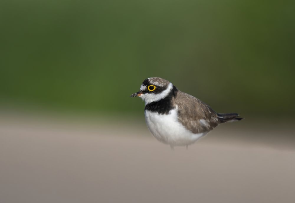 Фотография автора Юрий Калиногорский