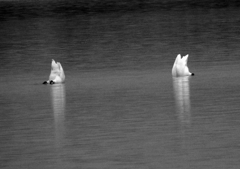 Синхронное плавание лебедей