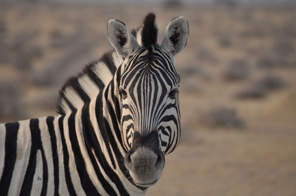 Photograph by Nuno Sousa