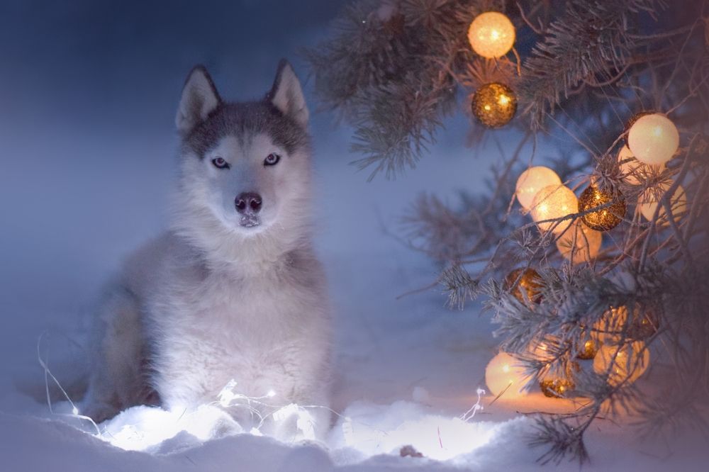 Фотография автора Мария Яропольская