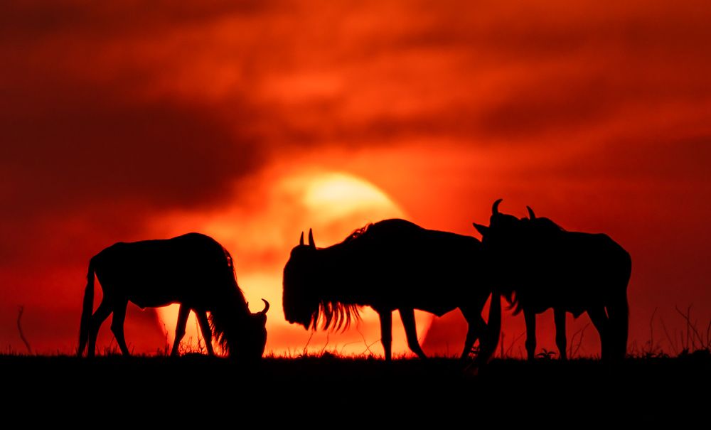 Фотография автора Hari Govindarajulu