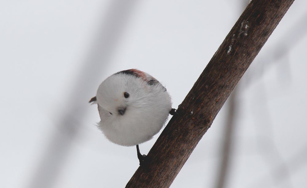 Photograph by Maksim Malkin