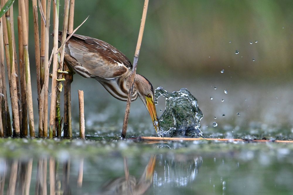 Photograph by Чернобай Анна