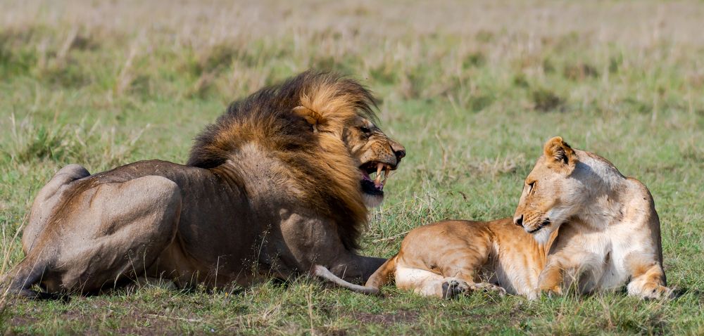 LION KING MATING SEQUENCE