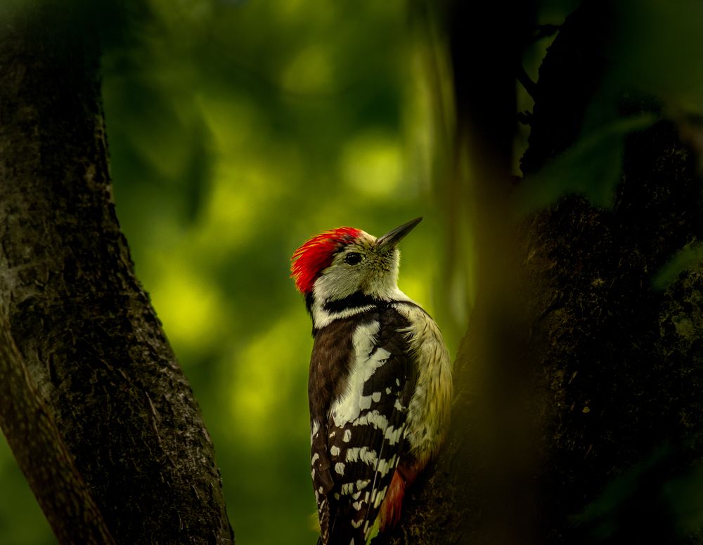 Photograph by Olena Pfister