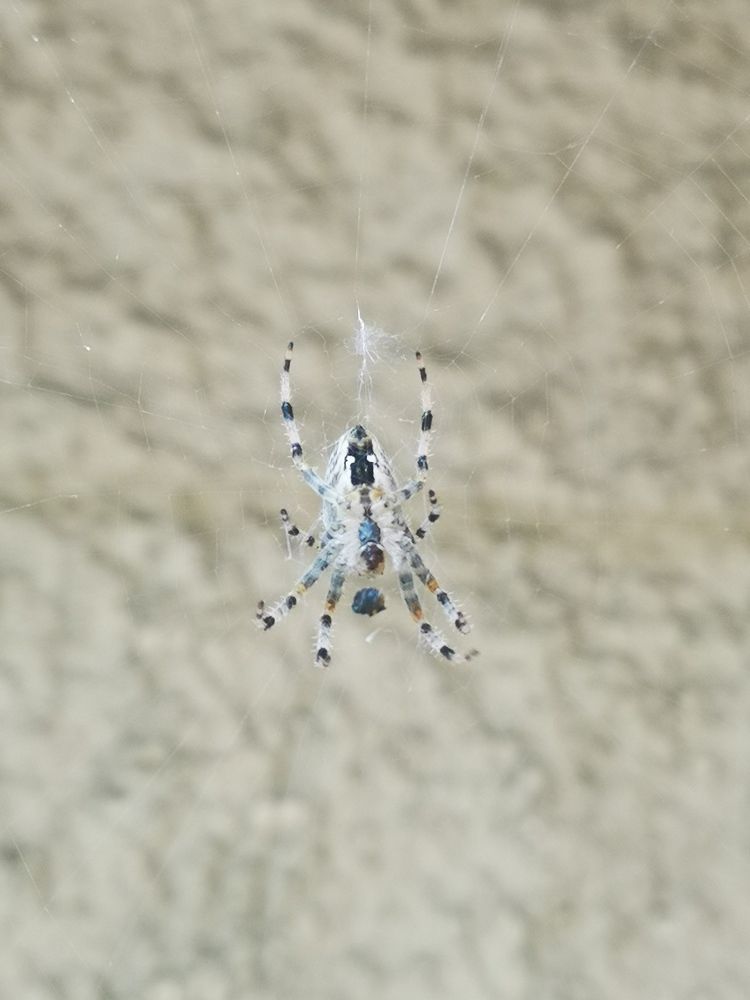 Spider rear on the web
