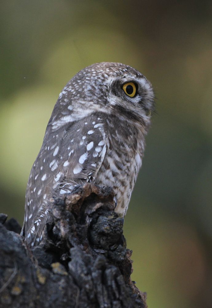 Photograph by Vikram Bahal