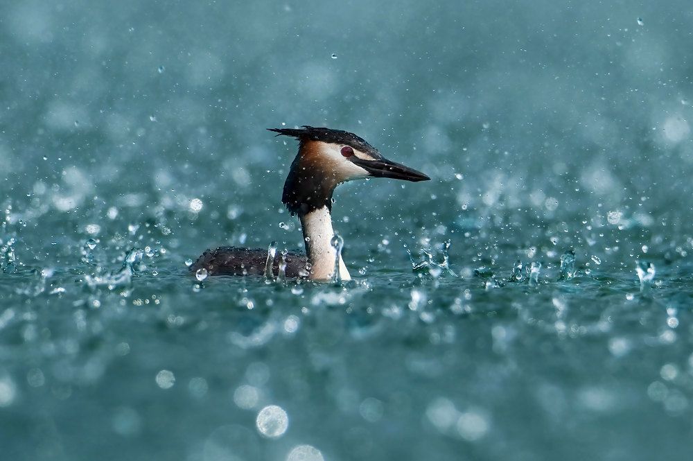 Photograph by Чернобай Анна