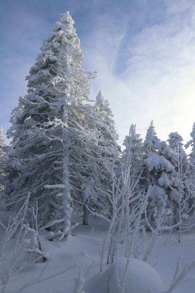 Фотография автора Татьяна Свистулина