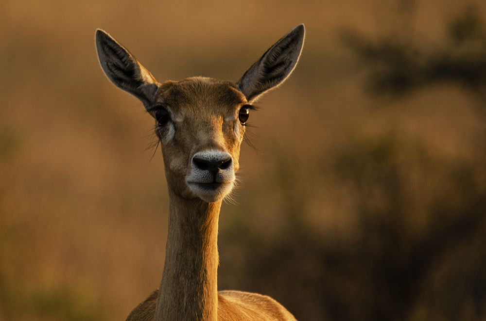 Photograph by Upayan Bardhan