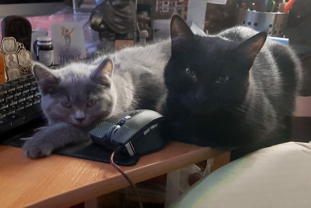 Фотография автора Михаил Бове