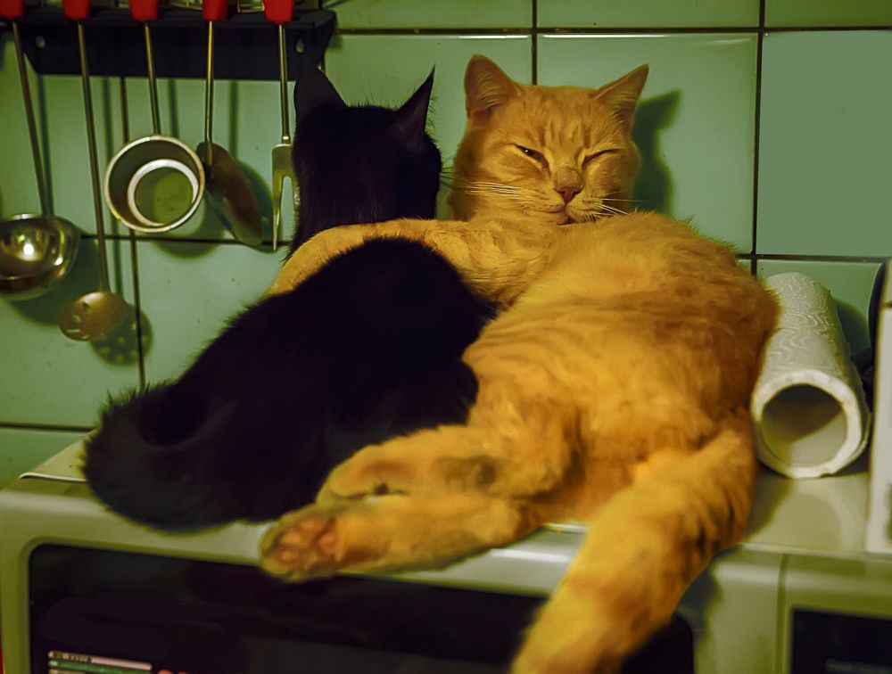 Фотография автора Михаил Бове