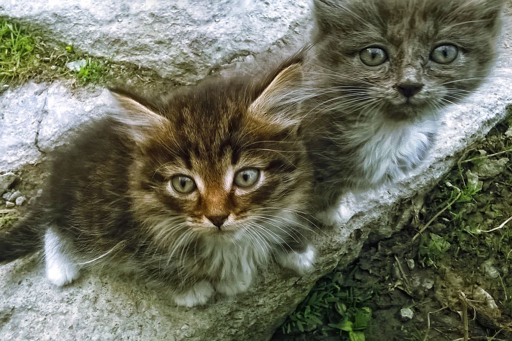 Фотография автора Михаил Бове