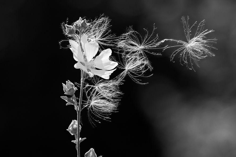 Photograph by Marat Magov