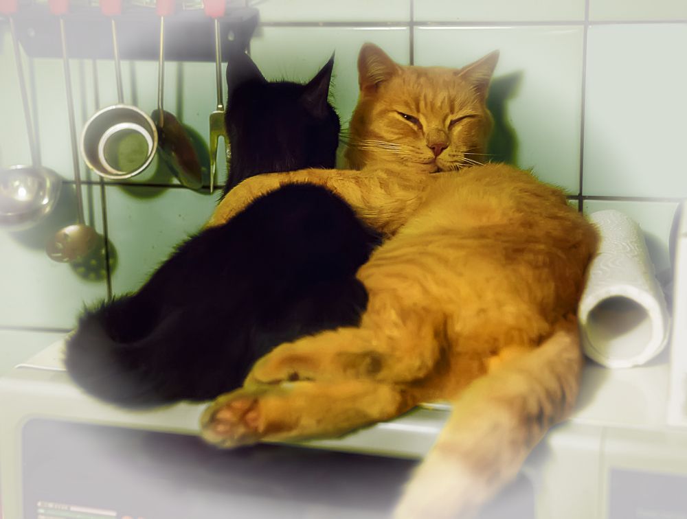 Фотография автора Михаил Бове