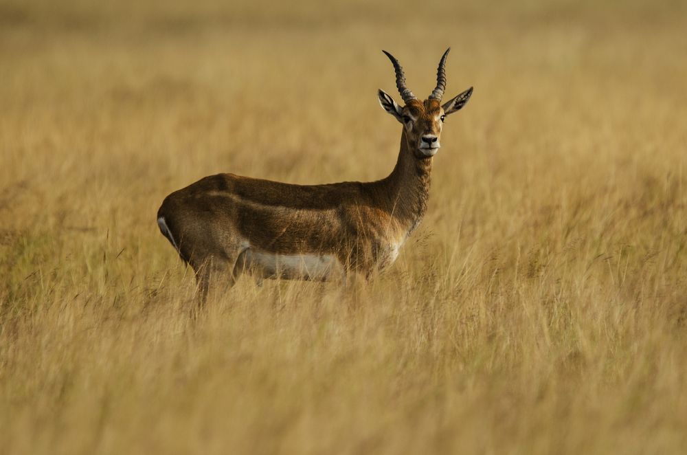 Photograph by Upayan Bardhan