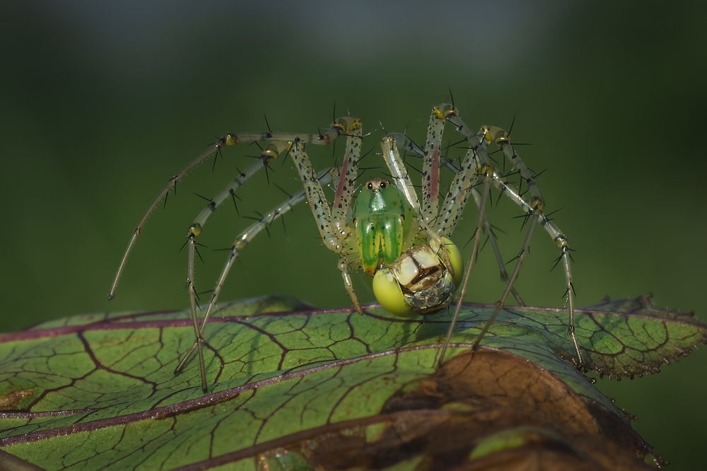 Фотография автора Arijit Mondal