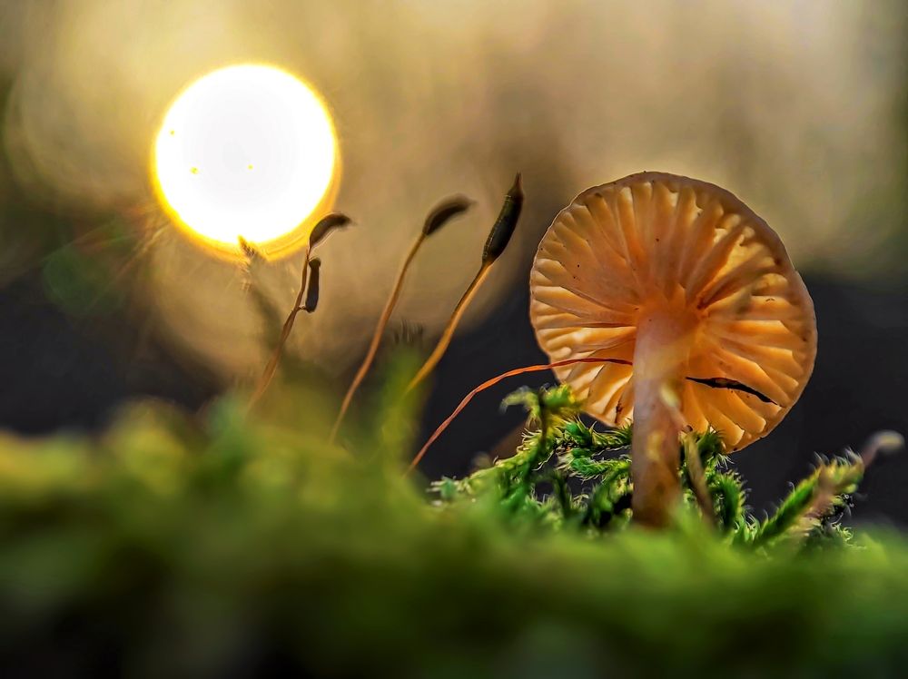 Mushroom With The Sun