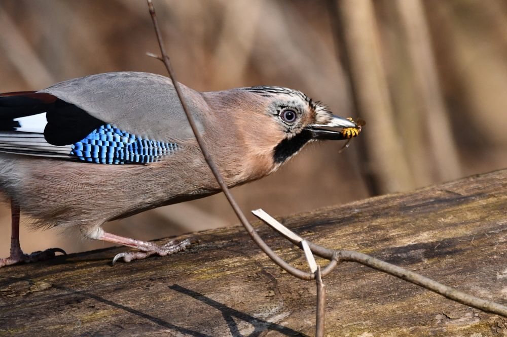 Сойка и оса