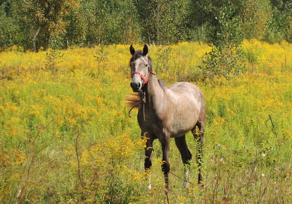 Photograph by Римма Большакова