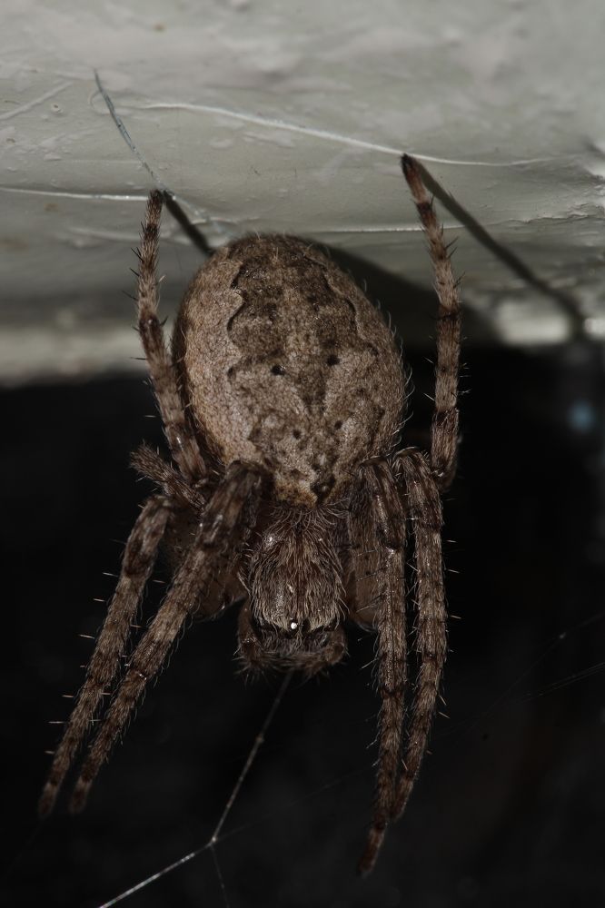 Photograph by Maske *