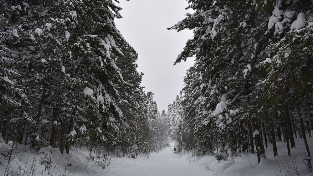 Северный Лес