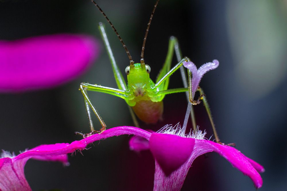 Фотография автора Sasindu Pramuditha