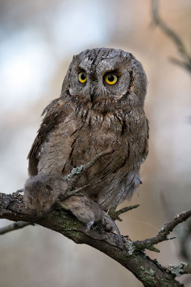 Photograph by Чернобай Анна