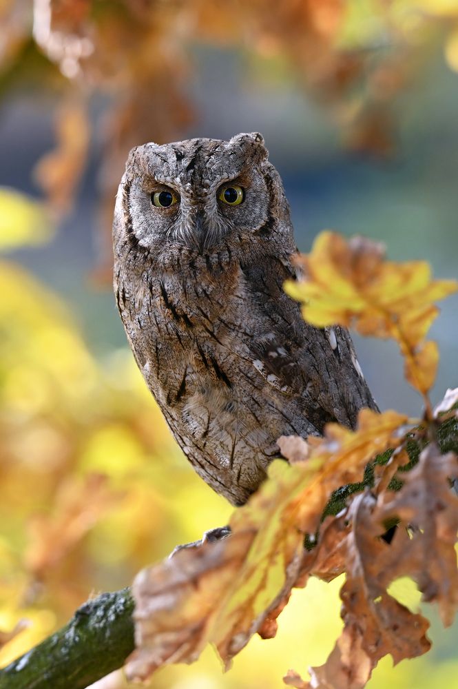 Photograph by Чернобай Анна