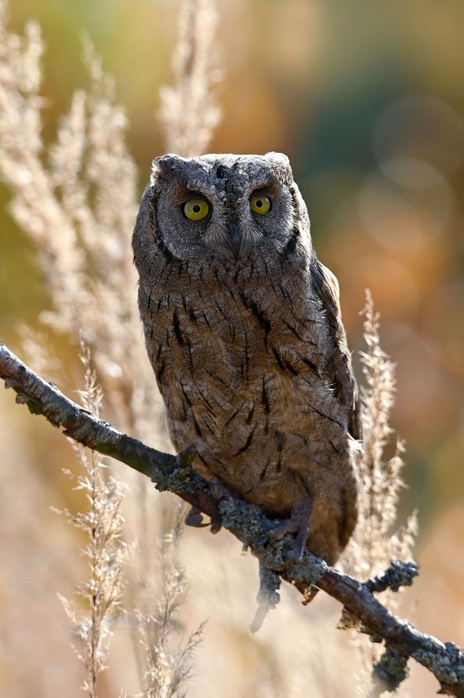 Photograph by Чернобай Анна