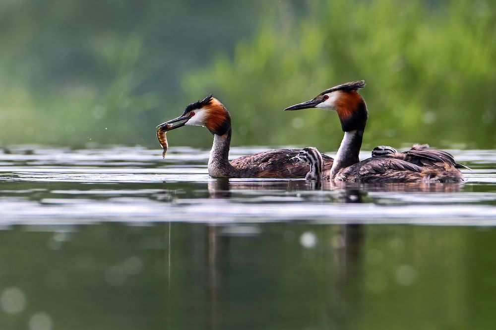 Photograph by Чернобай Анна