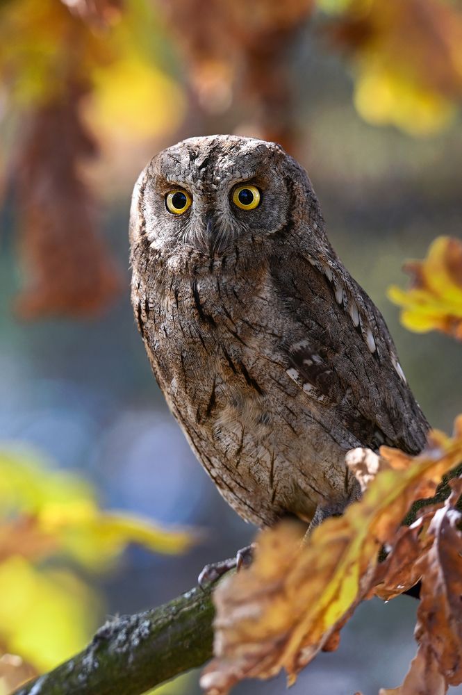 Photograph by Чернобай Анна