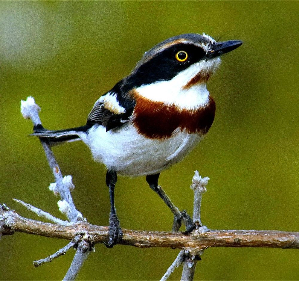 Photograph by Erwin Basson