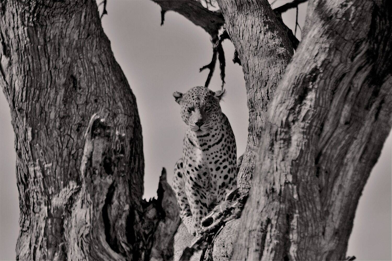 Photo #7024539