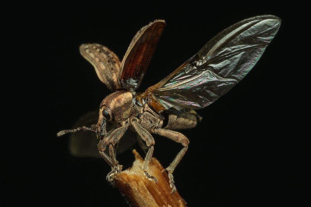 К Полету Готов!