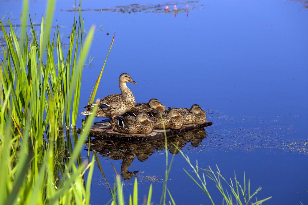 Photograph by Игорь Селин