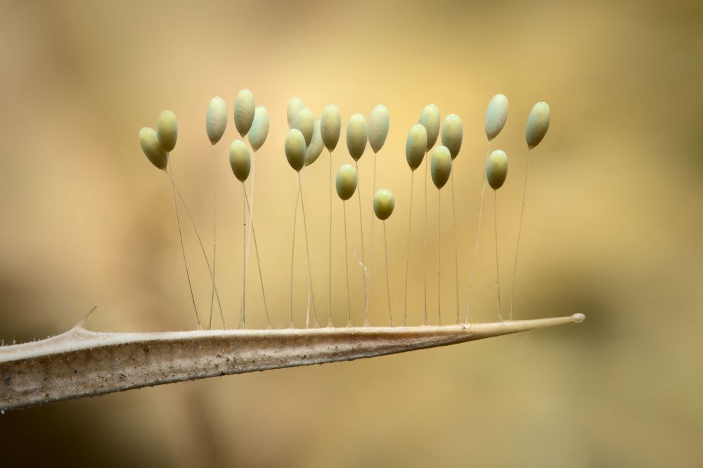 Micricosm structures