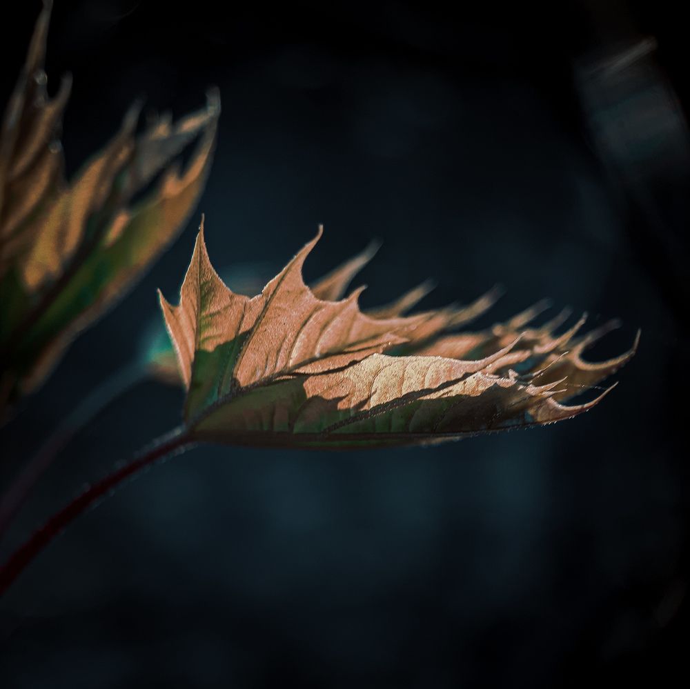 Photograph by Юлия Быкова