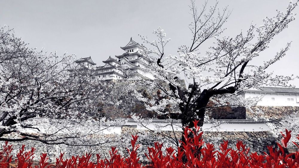 Photograph by Larissa