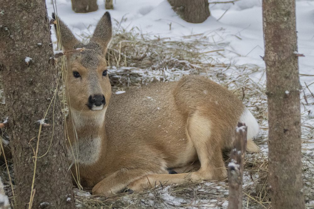 Фотография автора Веста Ягужинская