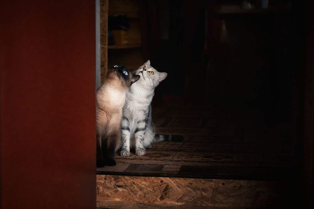 Photograph by Алёна Шаталова