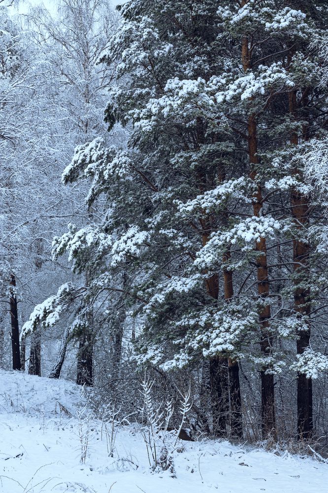 Photograph by Роман Никифоров