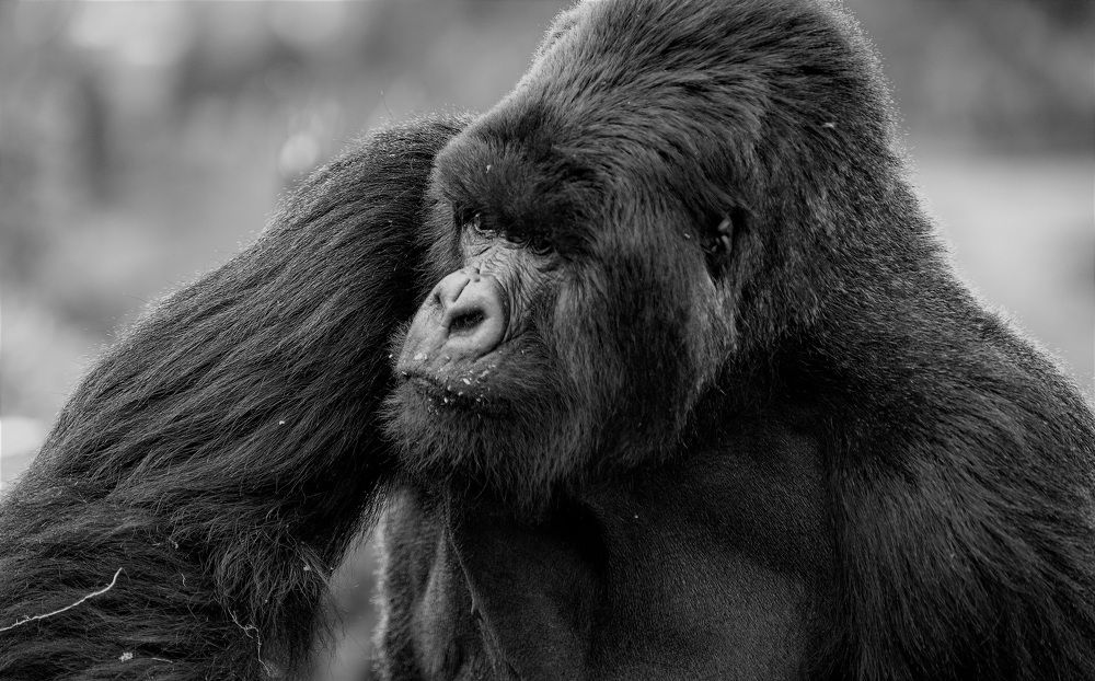 Photograph by Johan Willems