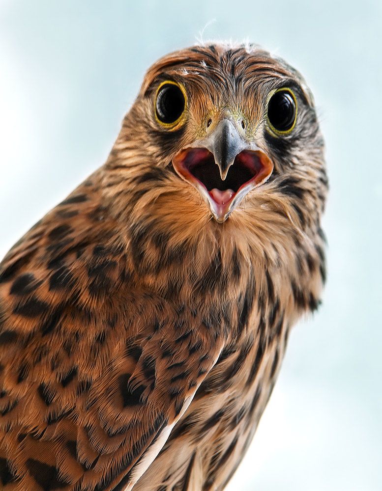 Photograph by Чернобай Анна