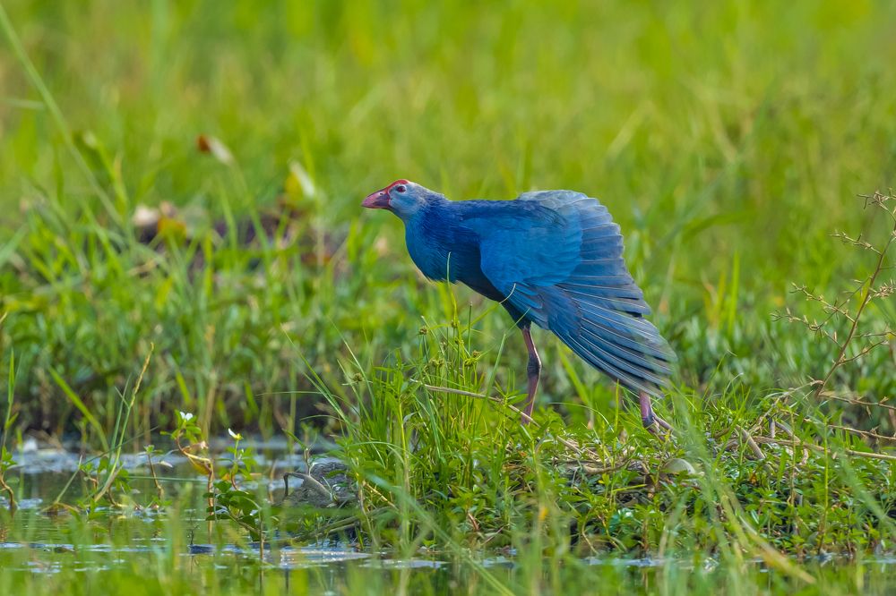 Photograph by Sameer Bhalekar