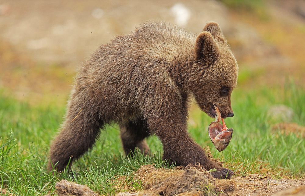 Эх, хвост, чешуя, не поймал я ничего ...