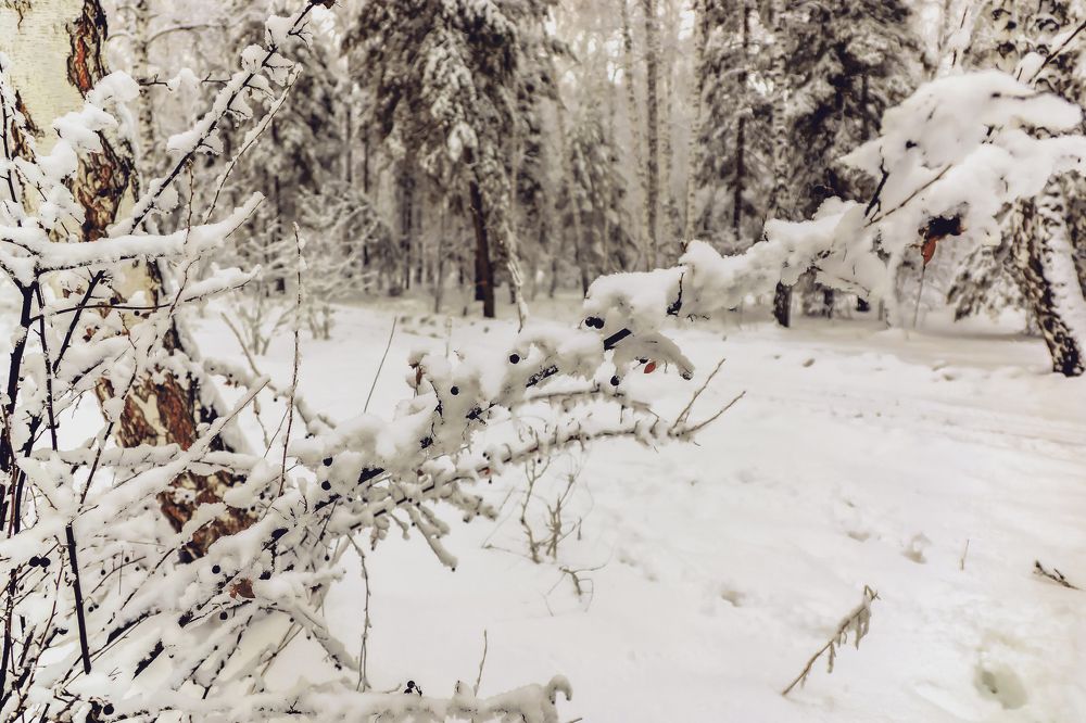 Снежный ноябрь Чернолучья